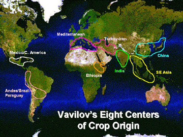 vavilovs_centers